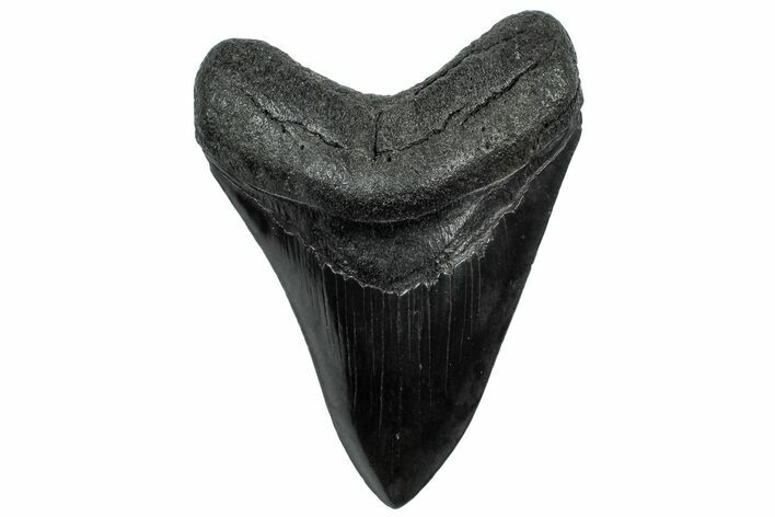 Fossil Megalodon Tooth - South Carolina #307543